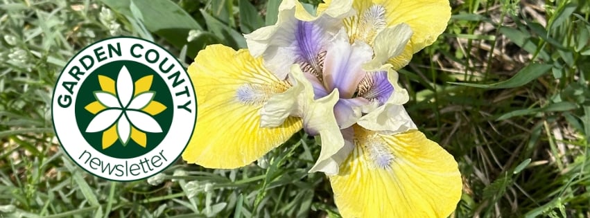 Top down view of a bi-colour Iris in yellow and purple, with the Garden County logo overlaid on the left side.
