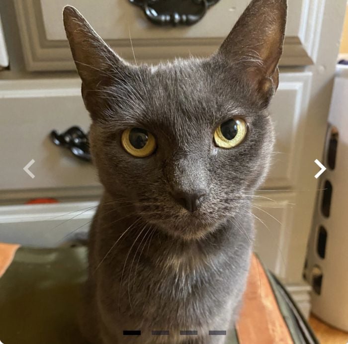 A beautiful gray cat with green eyes, looking kind of menacing