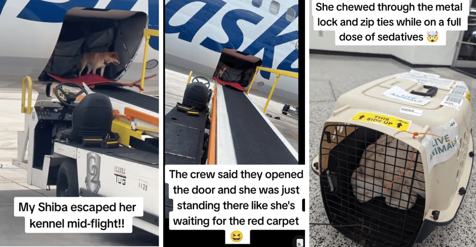 Three images that show a shiba exiting an airplane with the words: "My Shiba escaped her kennel mid-flight!! The crew said they opened the door and she was just standing there like she's waiting for the red carpet. She chewed through the metal lock and zip ties while on a full dose of sedatives."