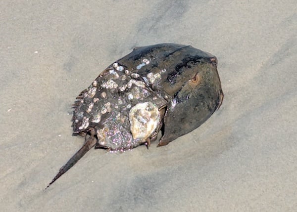 A brown horseshoe crab with colorful baubles on its back, sitting on wet sand