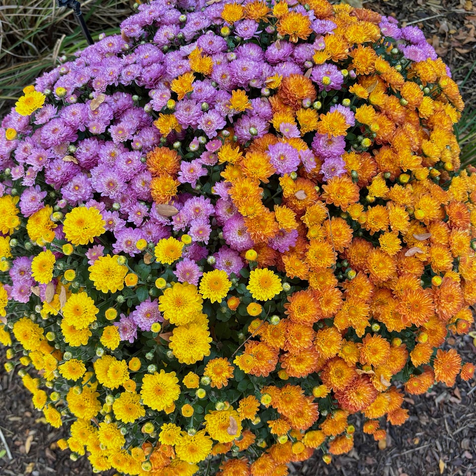 A bright, bulbous clash of yellow, orange, and purple chrysanthemums