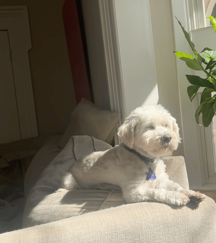 A white fluffy dog sunbathing while on top of a couch