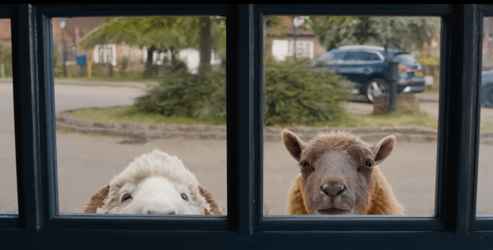 Two sheep peeking in two windows.