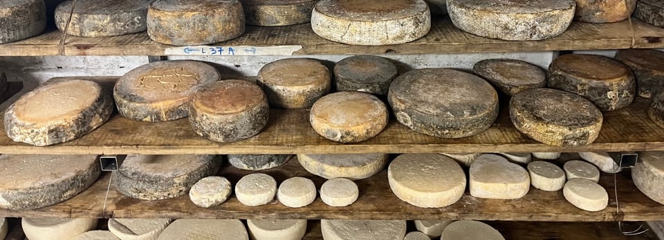 Wooden shelves holding wheels of cheese of different sizes and at different stages of ripening