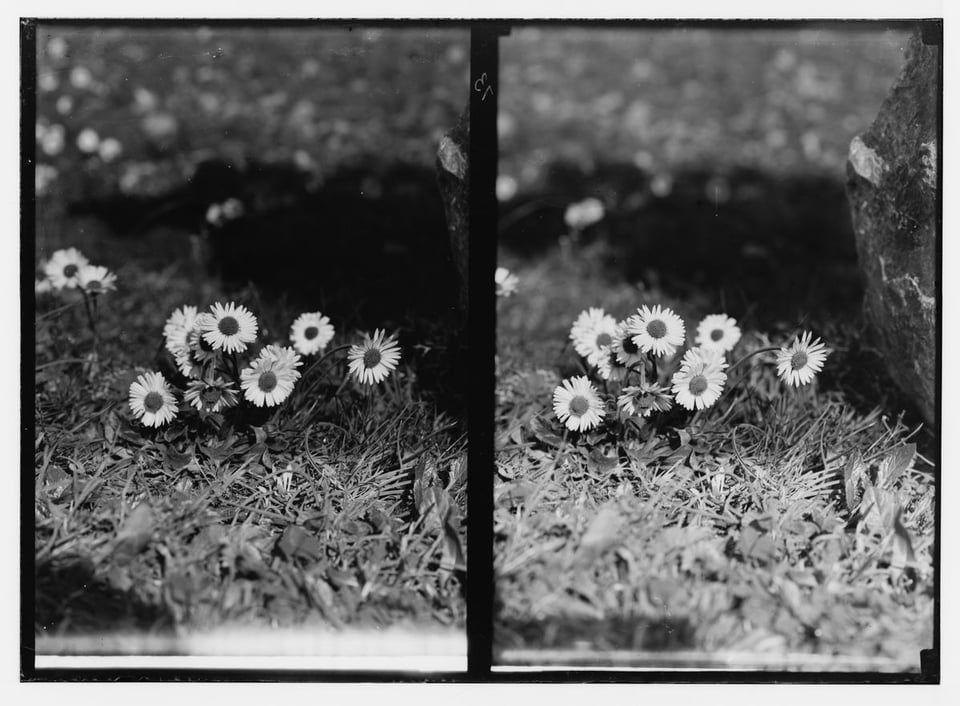 A black and white gelatin print of daisys, white flowers with a grey center. The plate holds the image side by side, but appears that the images were taken moments apart. There is focus on the flowers, and the grass and background are blurry.