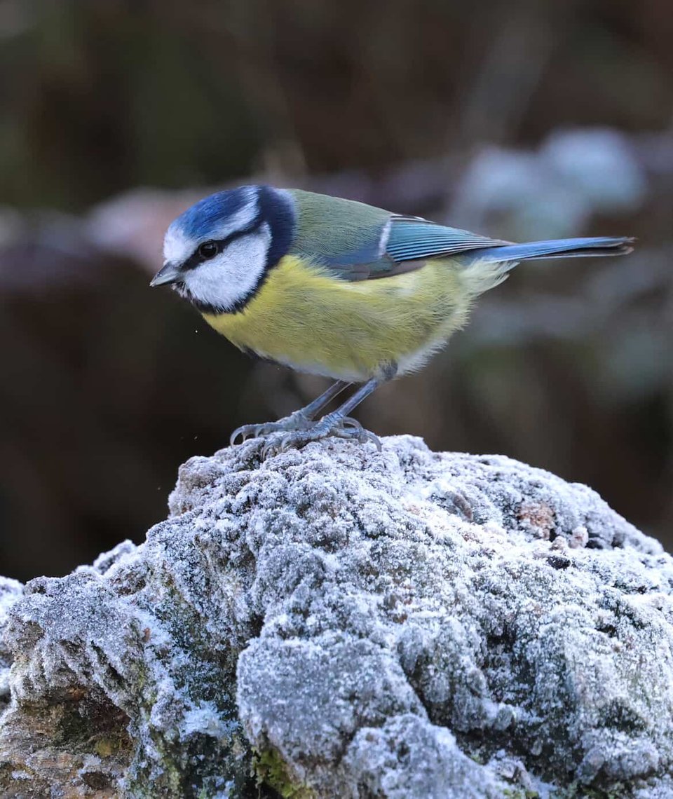 A small blue and yellow bird is perching on a frosty stone. Image by Katy Lassetter.