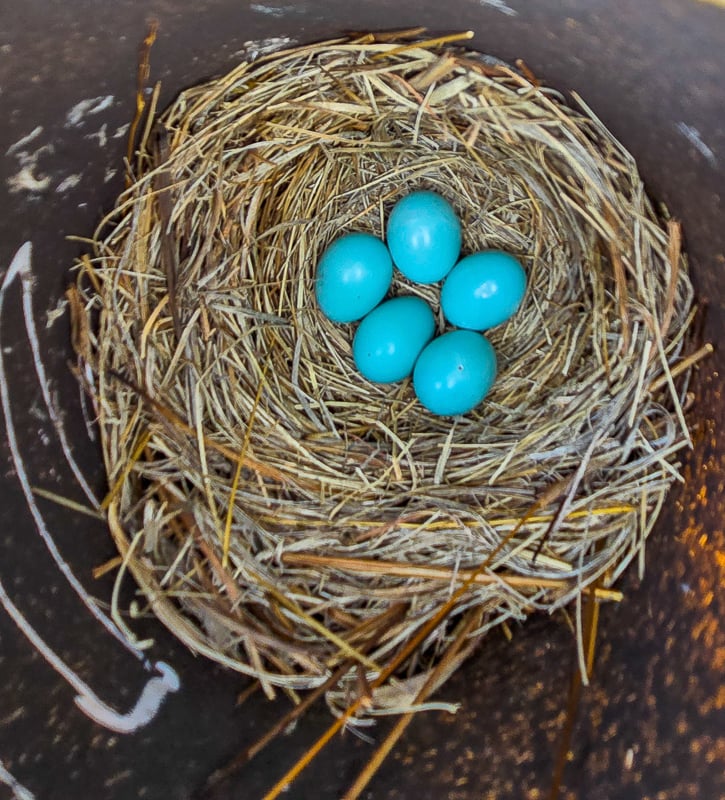FSPA volunteers monitor seven Eastern Bluebird trails in the park. Bluebirds begin laying their eggs in late April and May. / Photo by Steve Dietz