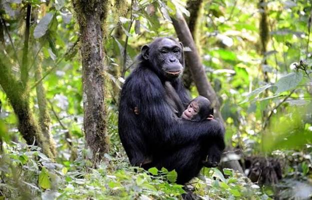 Chimpanzee tracking in Kalinzu Forest Reserve, AI generated