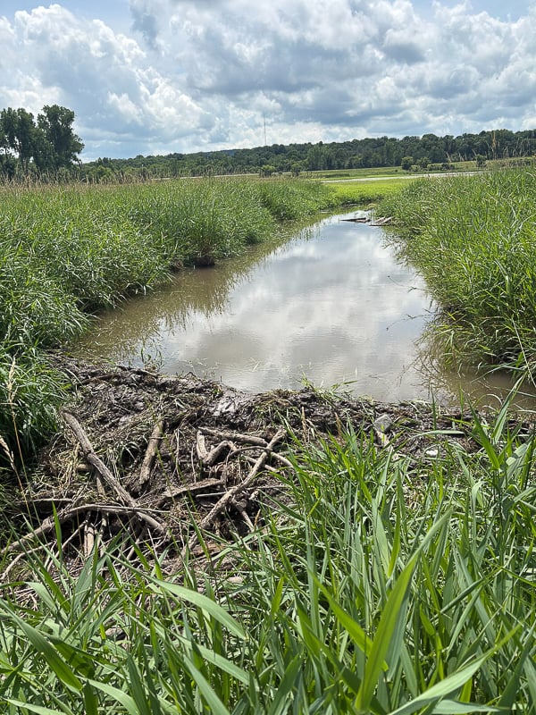 Speaking of beavers … they’re back to building a dam at the south end of Pleasant Valley Lakelet (the Frontenac pond). Will they once again help raise water levels on that vital little pond, which has been dropping over the past year? We sure hope so! / Photo by Wally Siewert