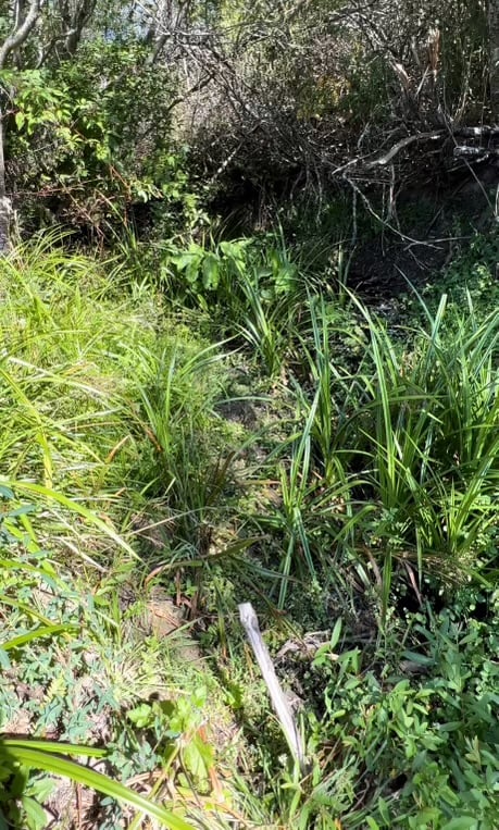 Small seasonal creekbed overgrown with native bulrushes, pennywort, and other native vegetation.