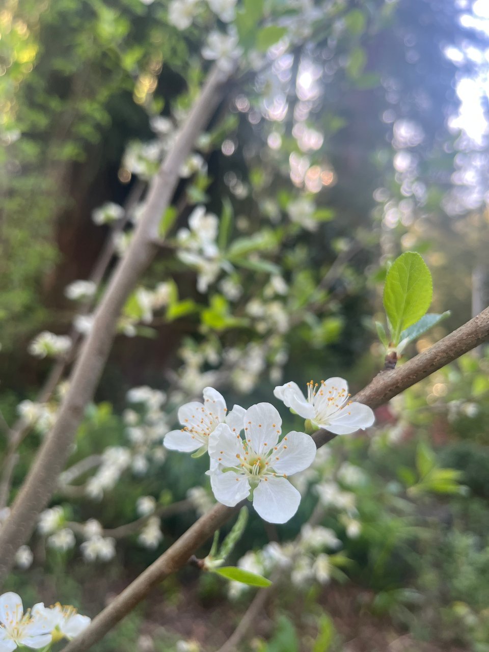 a branch with a cluster of new white plum blossoms