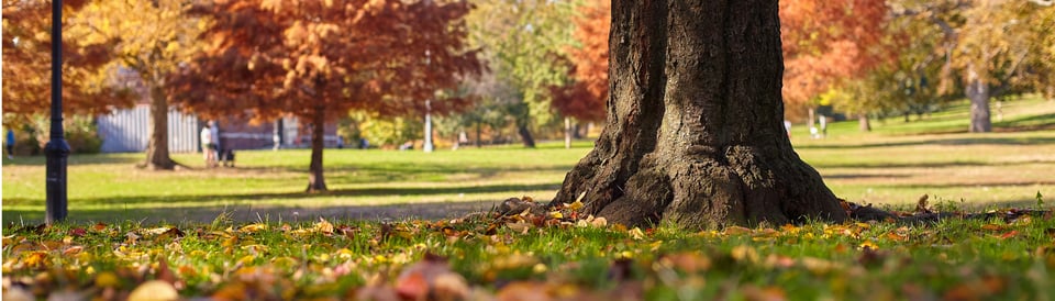 a tree in a park with fall leaves on the grass