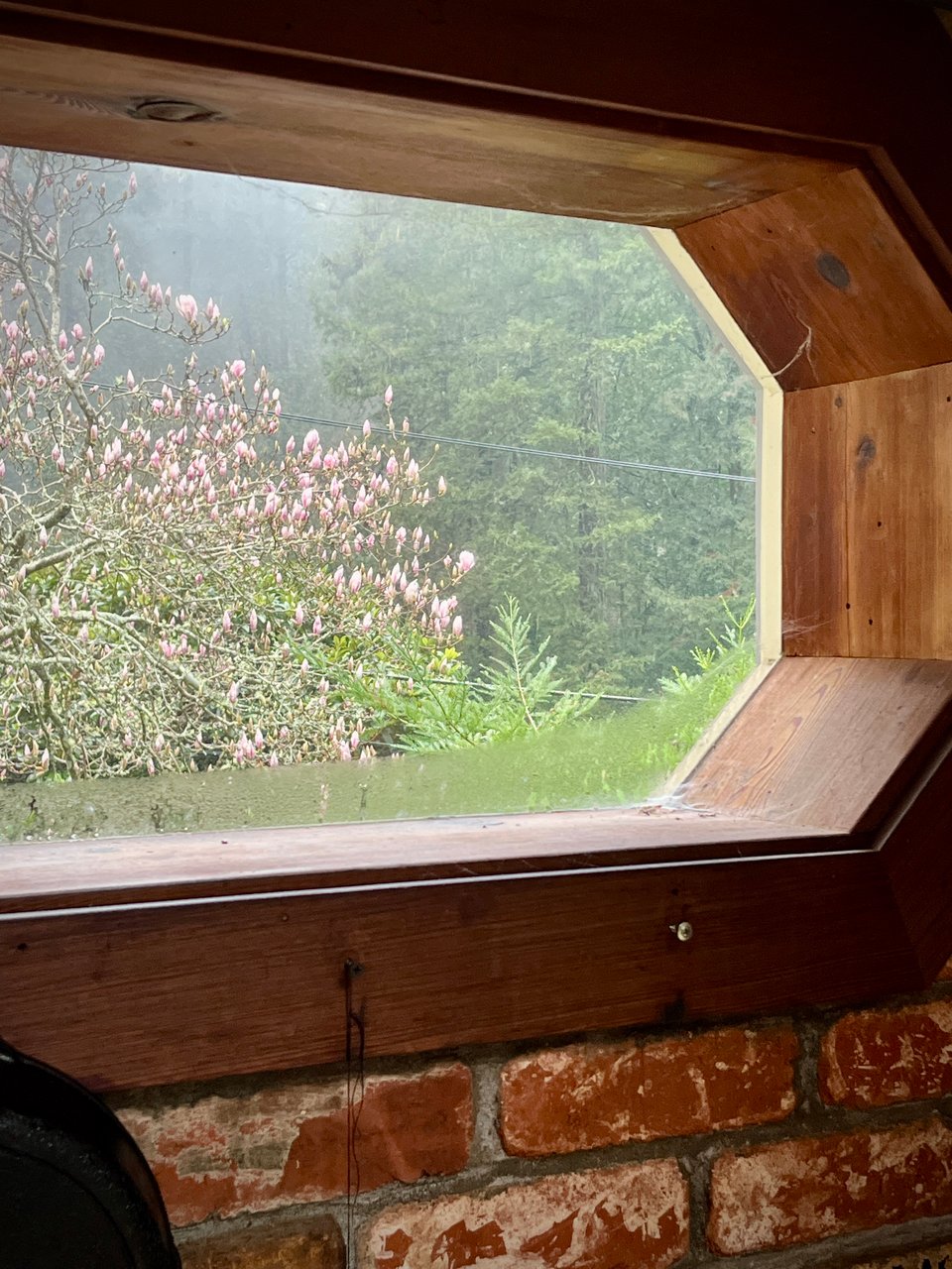 out a wooden window frame clouded with steam, a large pink magnolia tree is visible, the blossoms are not yet open