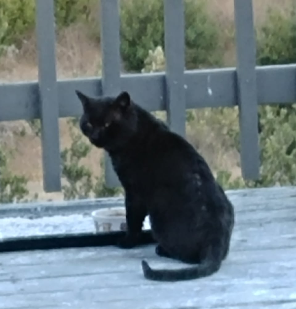 A very solid, square-headed black cat sits at the edge of a wooden deck, looking back at the camera. The photo's clearly taken at a bit of a distance and punched in, making it slightly blurry. Like a picture of Bigfoot