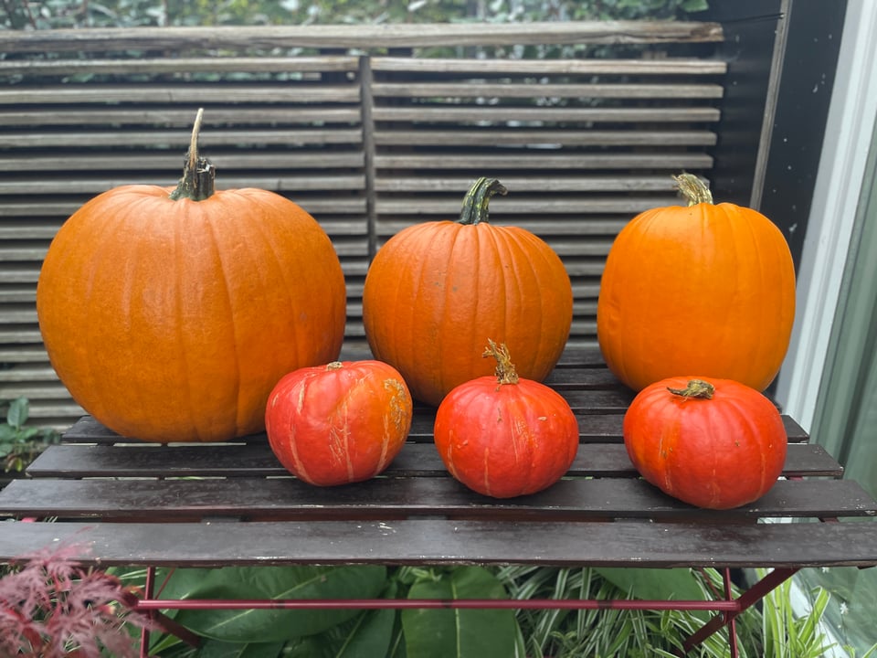 Six pumpkins on display in two rows of three with the back row full of large carving pumpkins and the front row with smaller eating pumpkins.