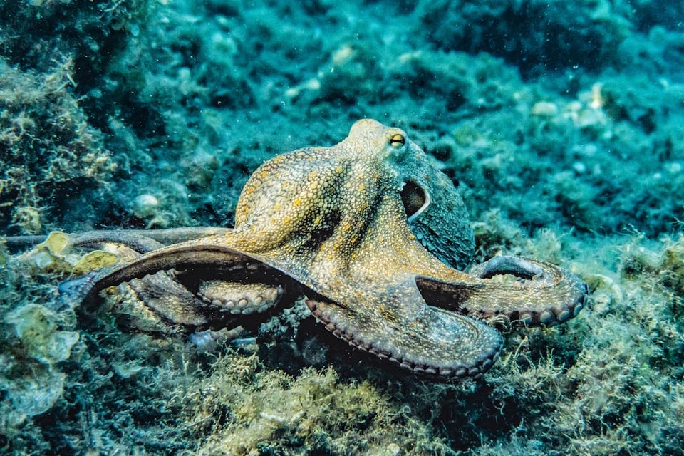 And underwater photo of an octopus resting on the floor of the ocean. Its color is yellowish green, and it appears to be sitting peacefully. The floor of the ocean is covered in green vegetation.