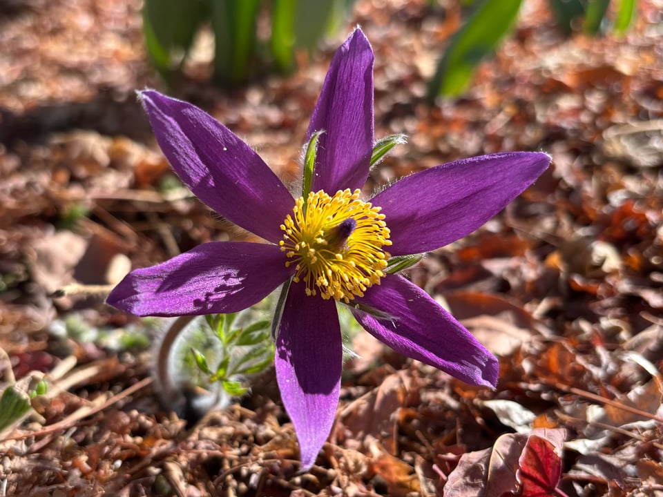 pasqueflower