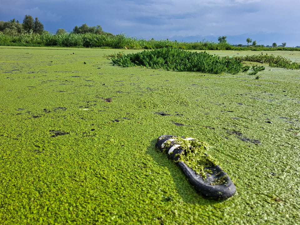 A lone slipper lies amid moss covering the surface of the lake.