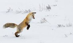 Red foxes are unrivaled as hunters of small mammals. Here, something small and warm under the snow is about to become fast food for a fox. / U.S. Fish and Wildlife photo