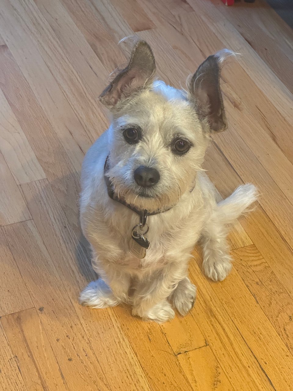 a terrier pug chihuahua mix stares patiently, but also not patiently