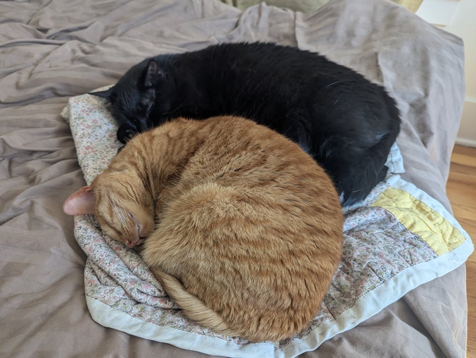 An orange tabby cat and a black cat curled on an unevenly folded quilt