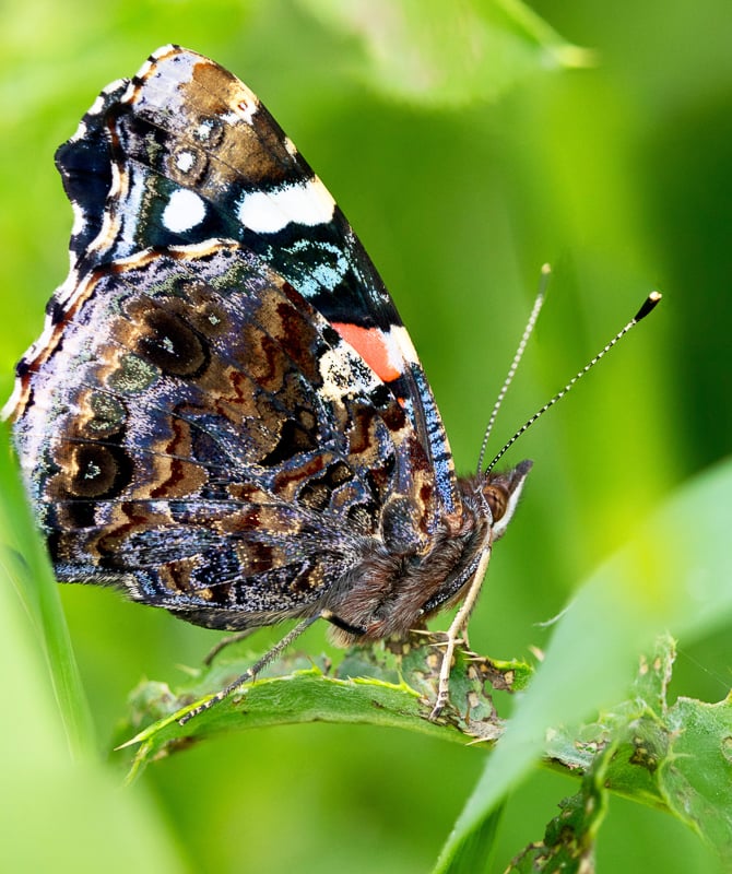 June is a great month for butterflies. With its wings closed, this Red Admiral looks almost like a painter’s palette, accenting a melange of browns and blacks with splashes of orange, white and electric aqua. With those stripy antennae, however, it could also be an early video art glitch. / Photo by earnoodles, Sand Point Trail, Frontenac State Park, June 20, 2024, iNaturalist.