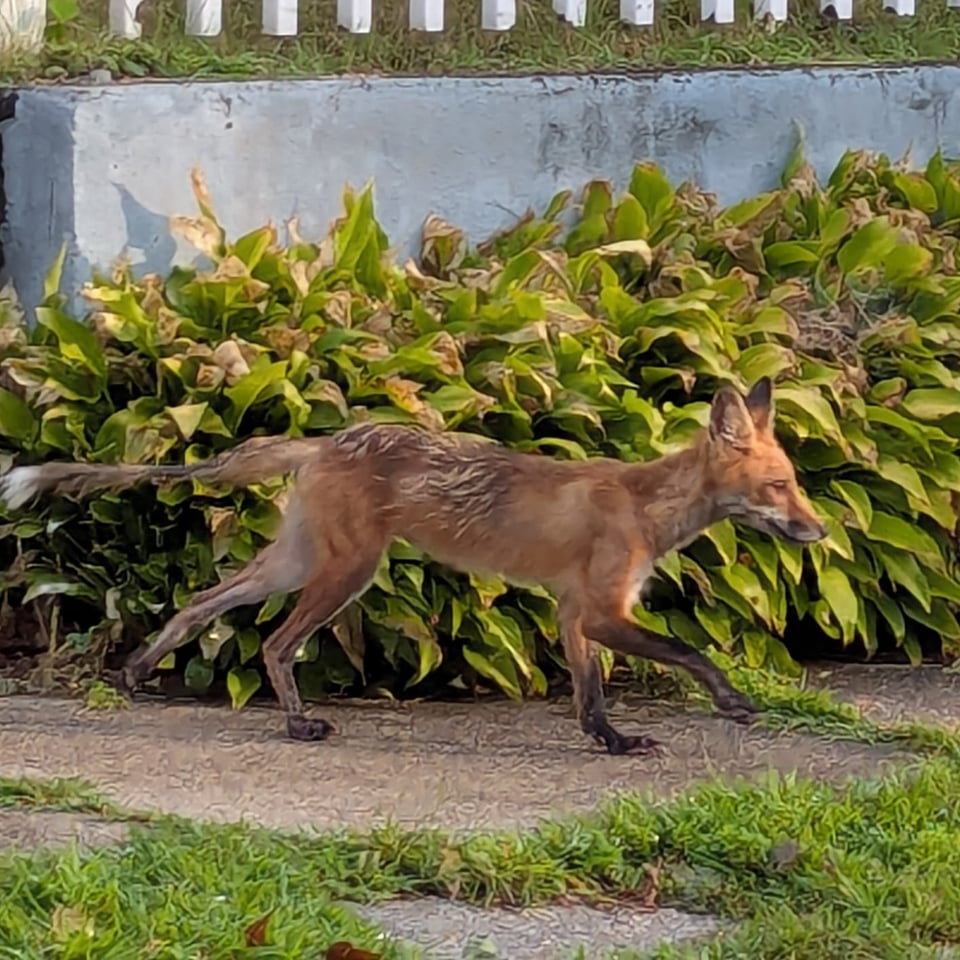 A red fox walks down the sidewalk in front of white picket fence. It's in motion, so its legs are blurry. It has a white poof at the end of its tail.