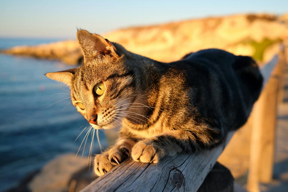 10 Cute cats that feel the same way you do