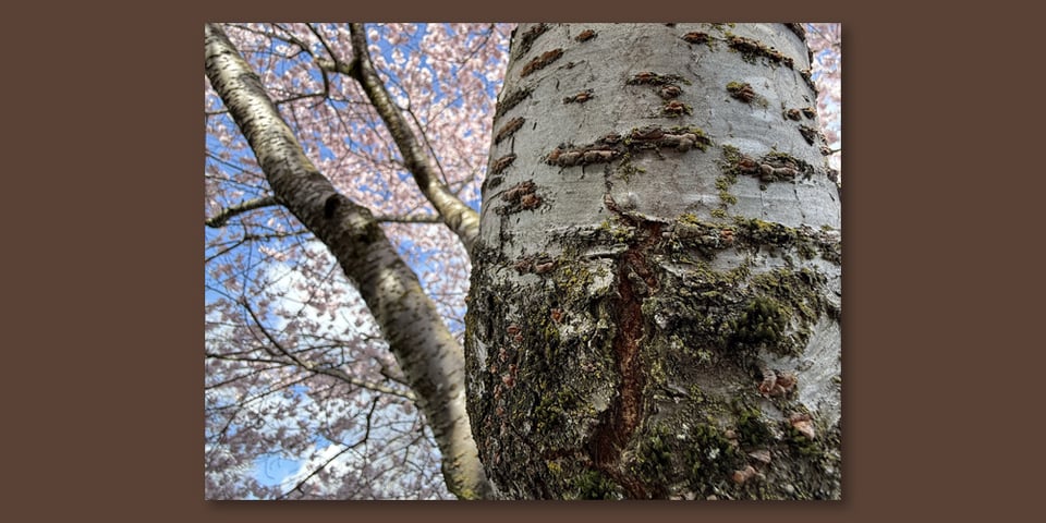 A close up of cherry tree bark with a cloud of pink cherry blossoms at the top