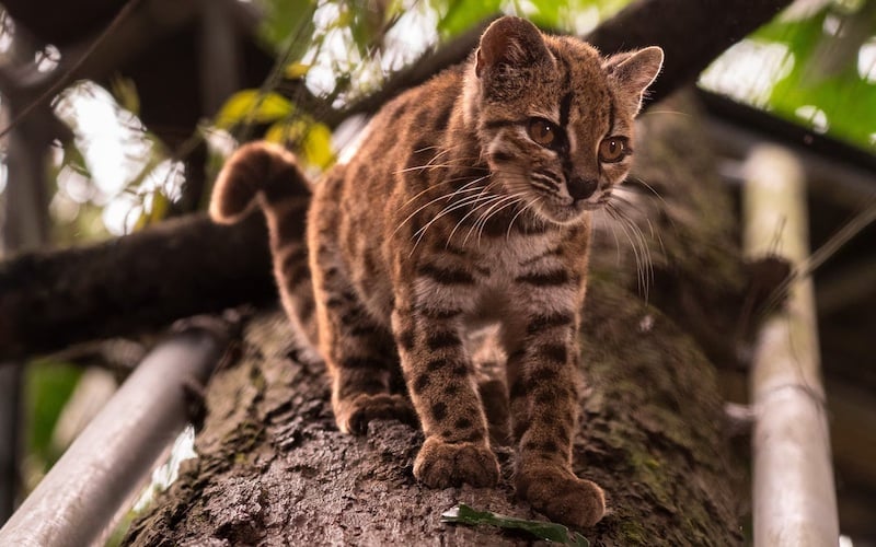 A picture of a tilcayo, a newly discovered cat spotted like a leopard