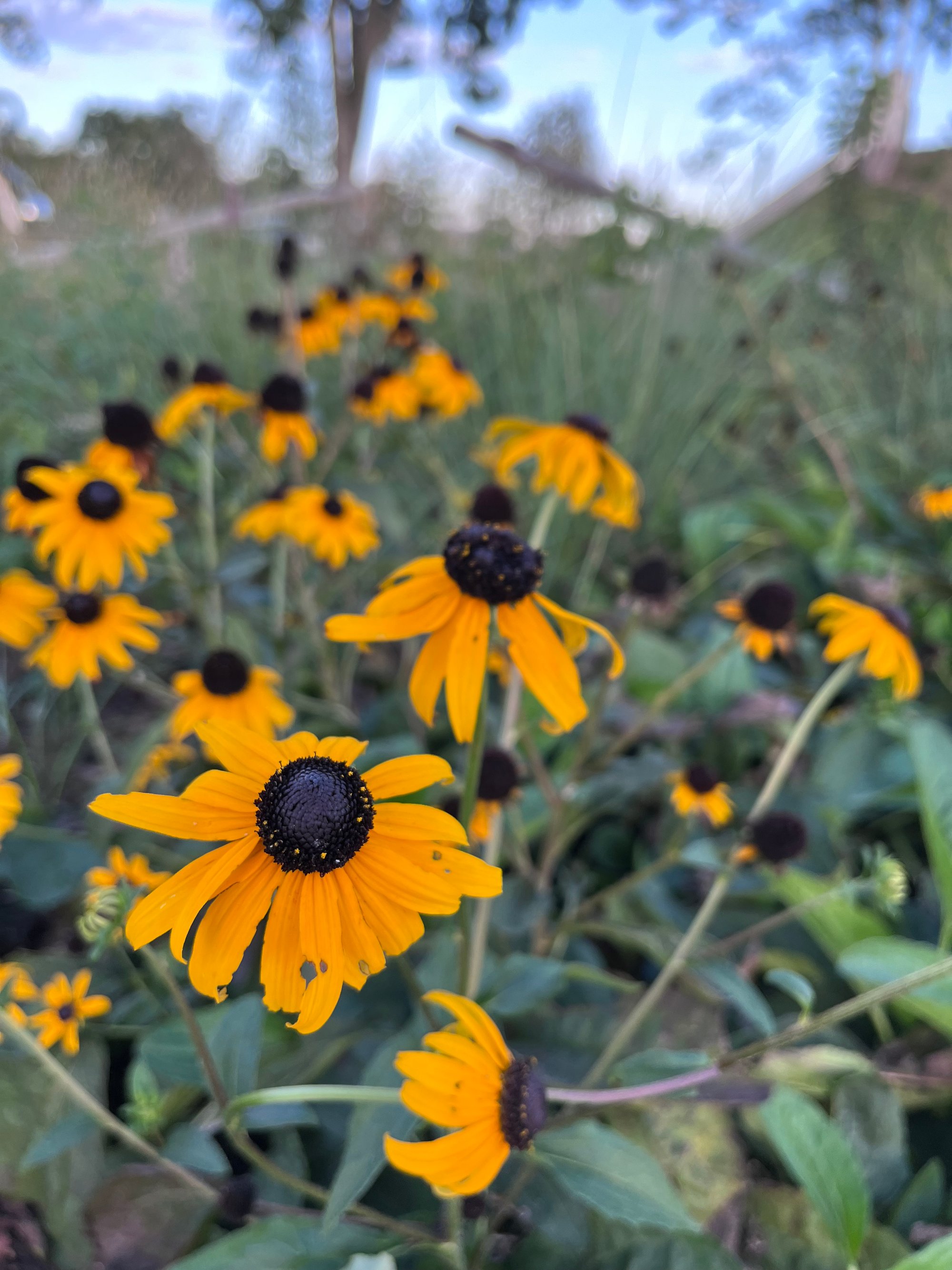 A Rainy Summer Solstice