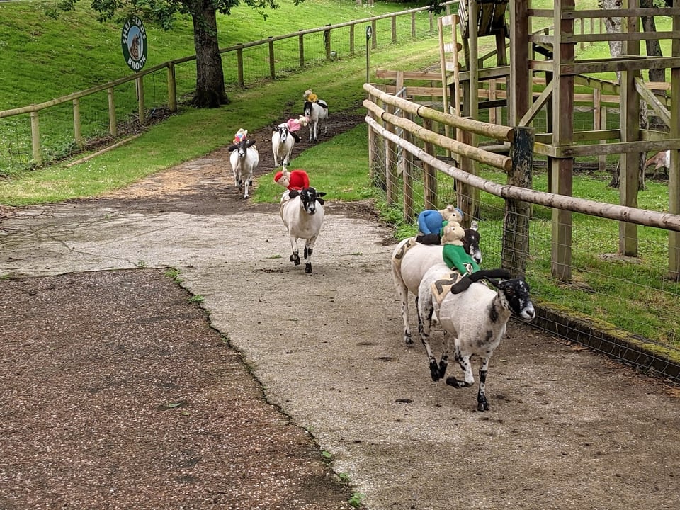 Some goats racing on a goat race track, being ridden by soft toys.