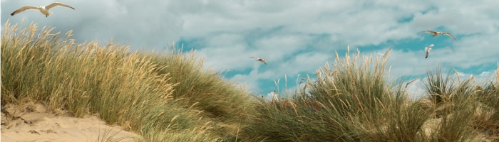 seagulls flying over a sand dune