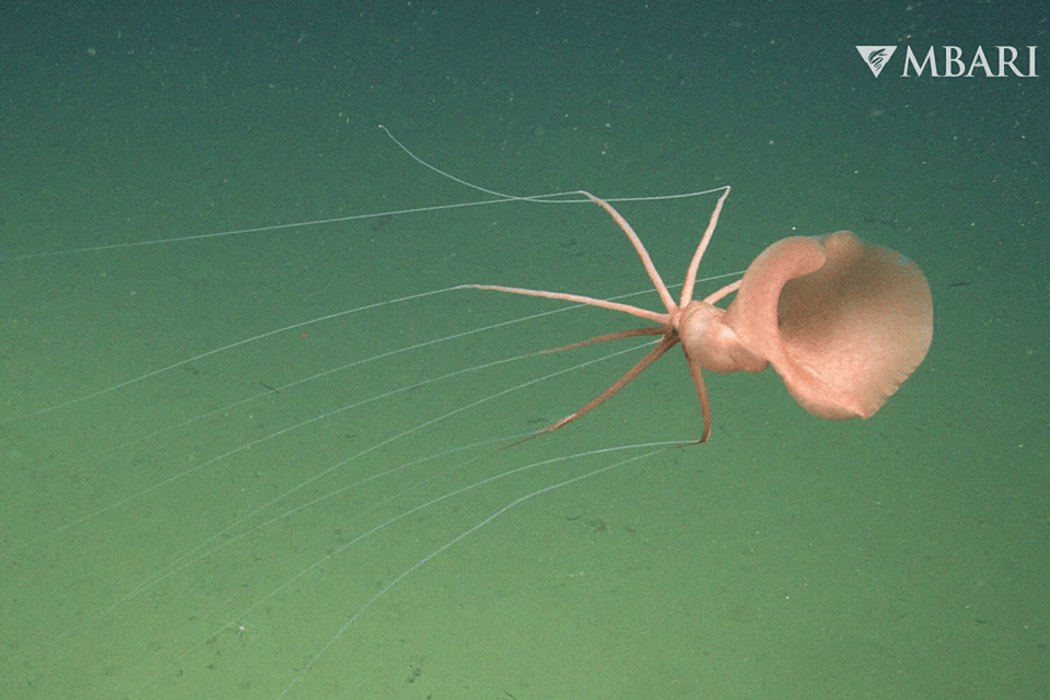 The OctoPost: Elbow Squid and Emmys