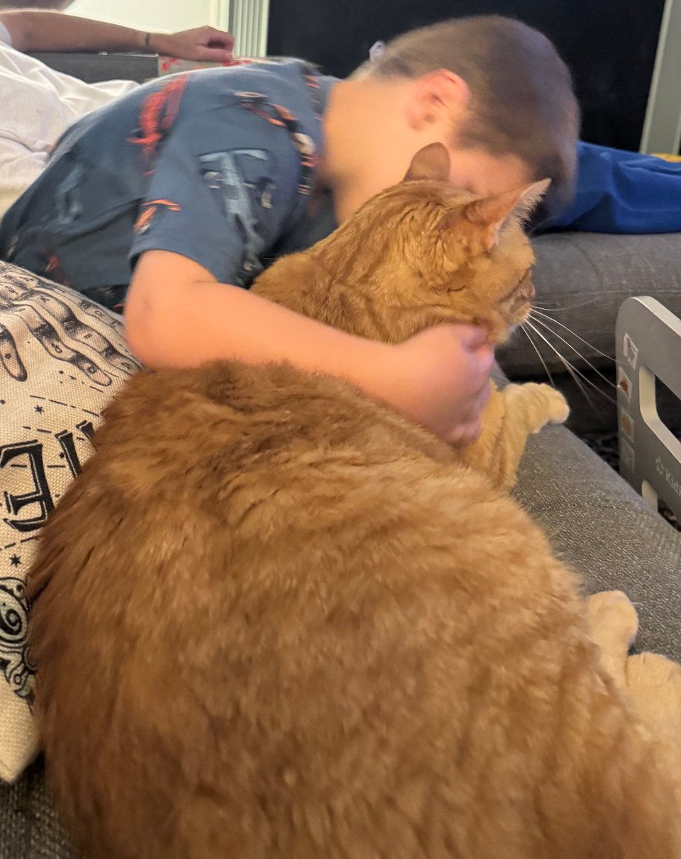 a small child hugs an enormous orange cat.