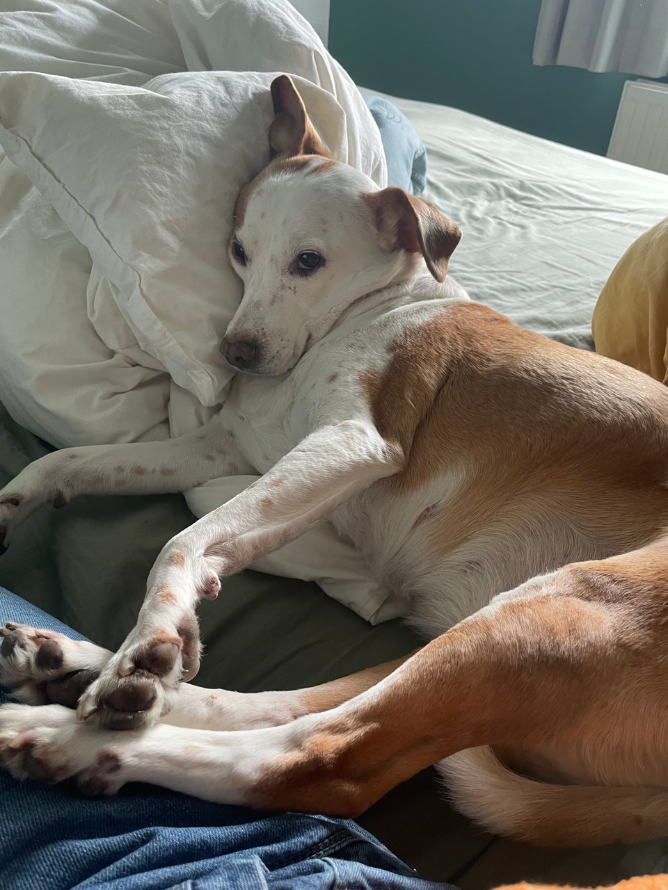 A white and orange dog lying on her side in bed, using my leg as a footrest.