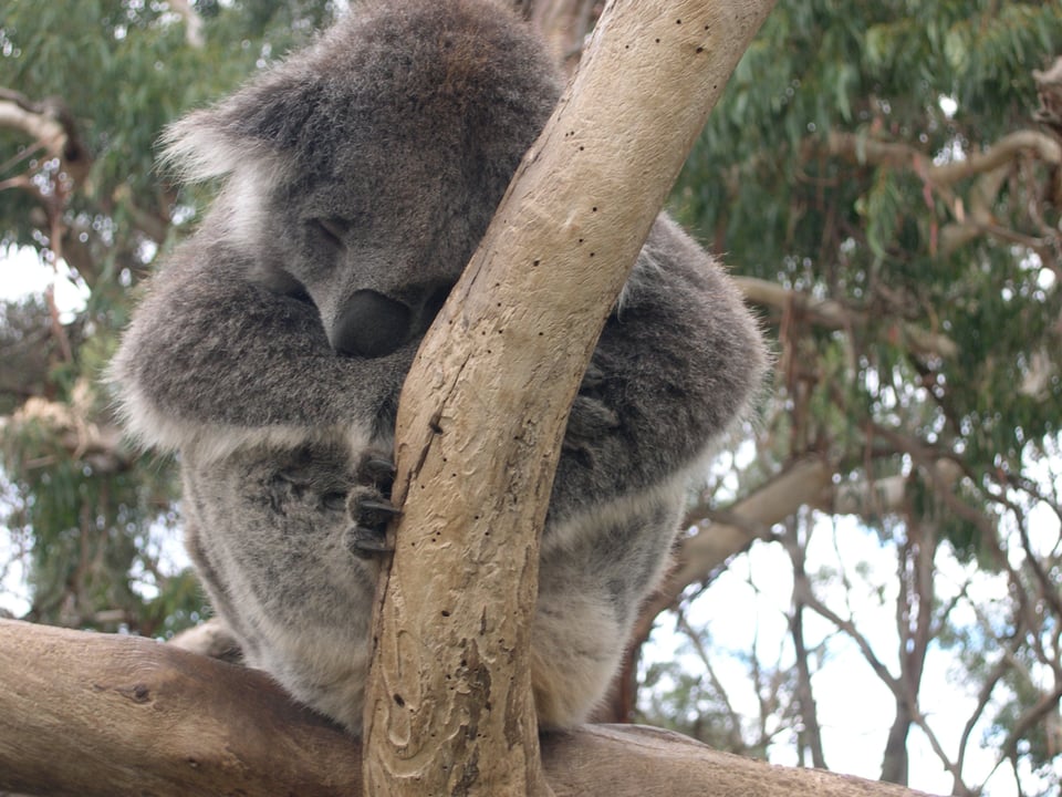 A koala sound-asleep on a branch at Philip Island.