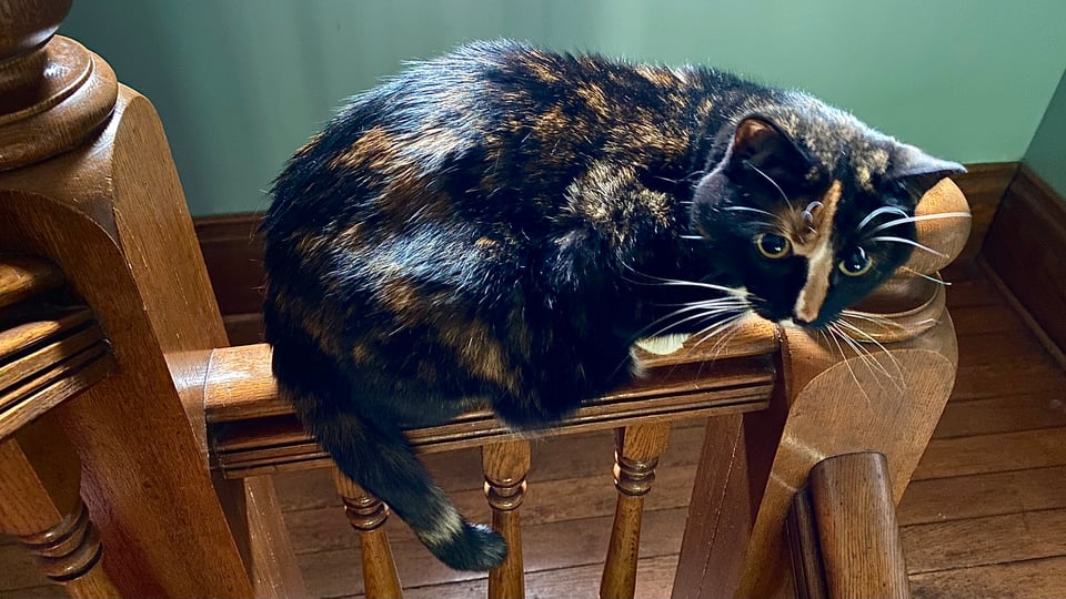 A chubby tortie cat crouching on the railing of a Victorian staircase, in front of a green wall.