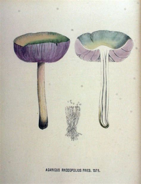 Botanical drawing of two mushrooms in blue and lilac.