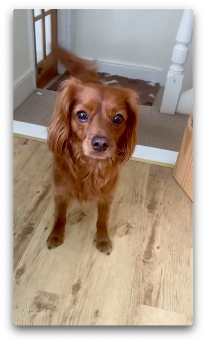 A cute dog.