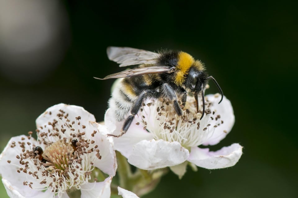 Bumblebee on flower