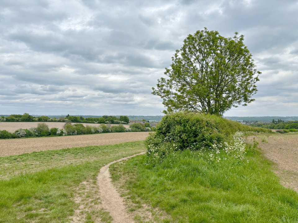 Bramley Common (Summer 2025)