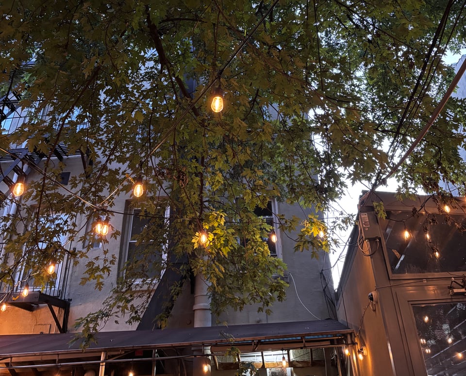 view from below of string lights on a tree glowing at twilight in Brooklyn