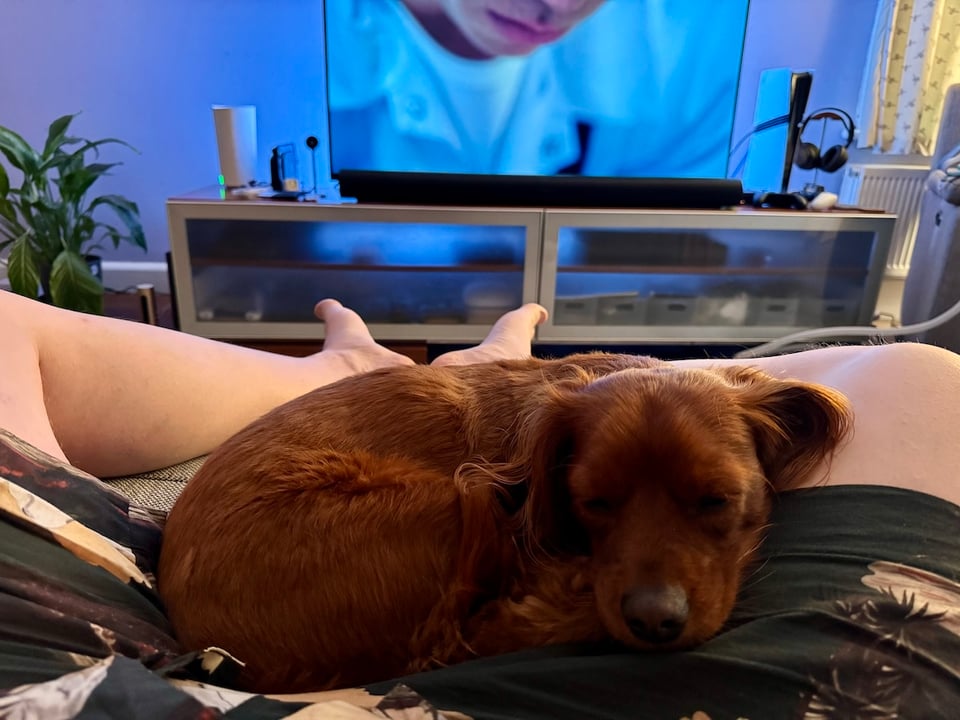 A lovely dog asleep on my lap.