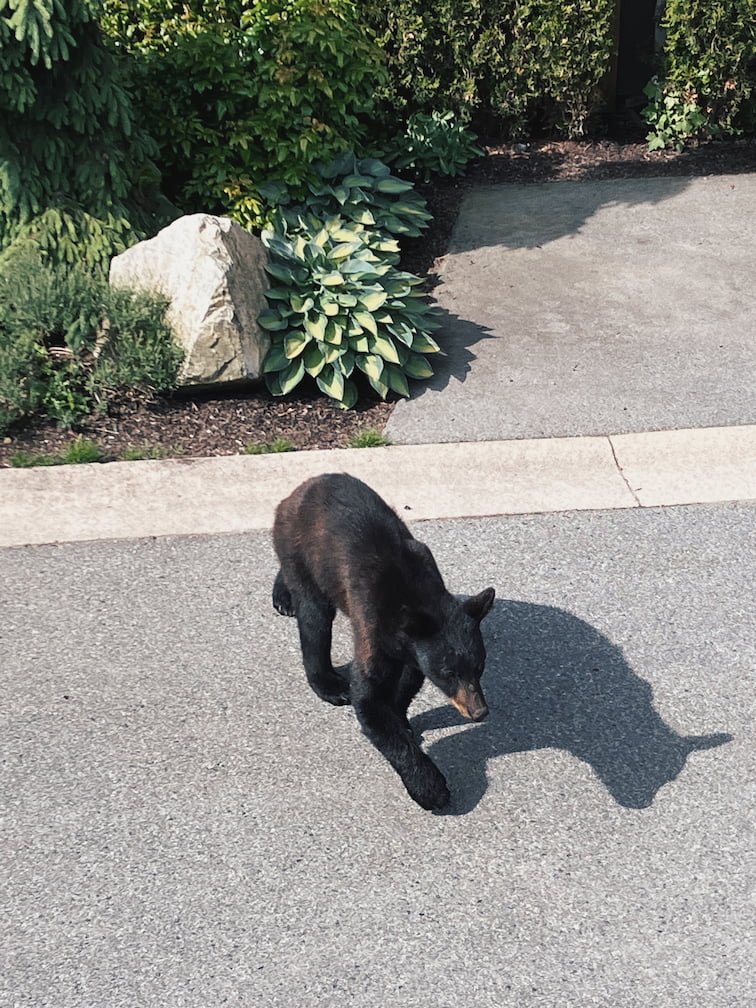 A lone black bear wandering near a driveway