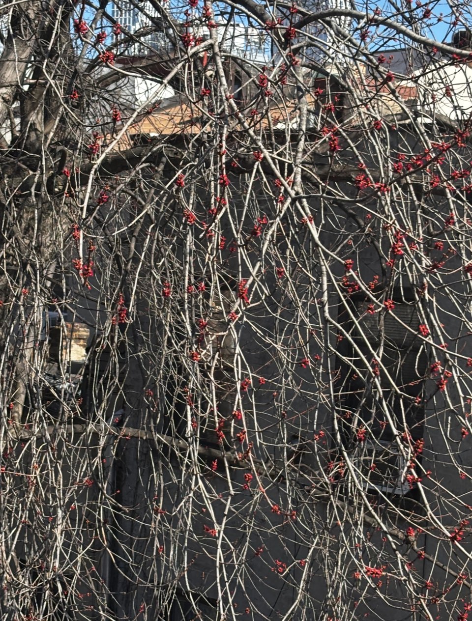 bright pink buds forming on tree branches in late winter