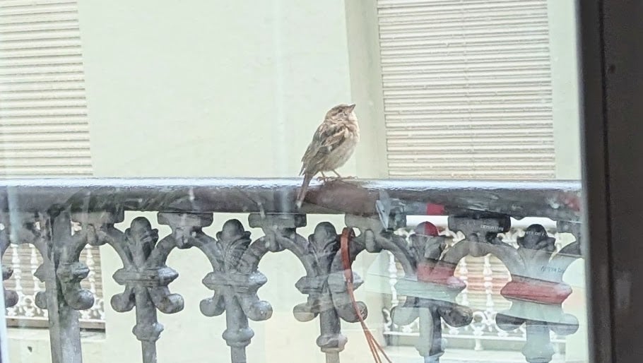 Un pajarito en la barandilla de mi balcón.