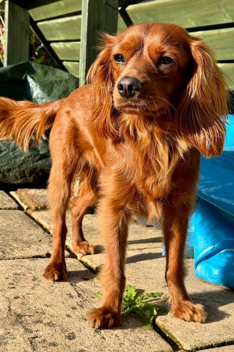Radio looking resplendent in the sun.