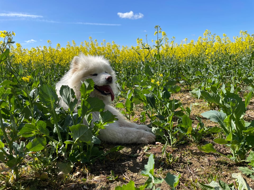 Colour photo of a white samoyed dog, Milo, lying in a crop field of brassica rapa whose yellow flowers reach up to an almost cloudless blue sky.