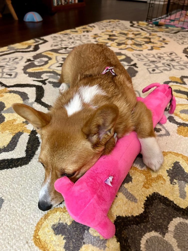 Feferi the Corgi sleeping on a rug, lying alongside the tube-shaped magenta stuffed chew toy.